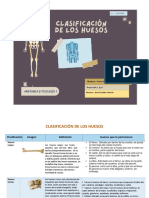 Clasificacion de Huesos