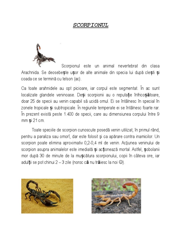 Scorpion | PDF