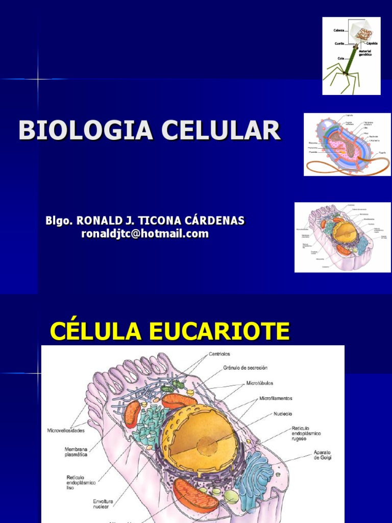 Celula Eucariota PDF Fotos ntesis Biolog a Celular 