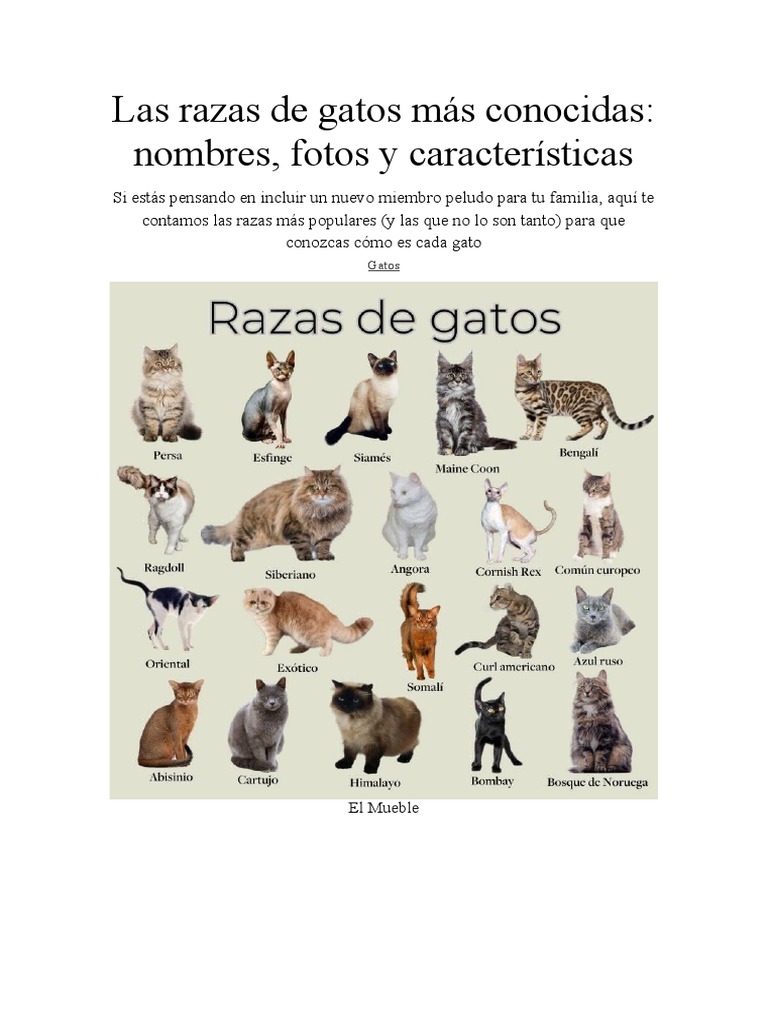 Razas de gatos: guía y características | PDF | Relaciones personales ...
