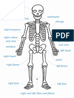 Life Size Skeleton