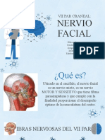 Vii Par Craneal - Nervio Facial