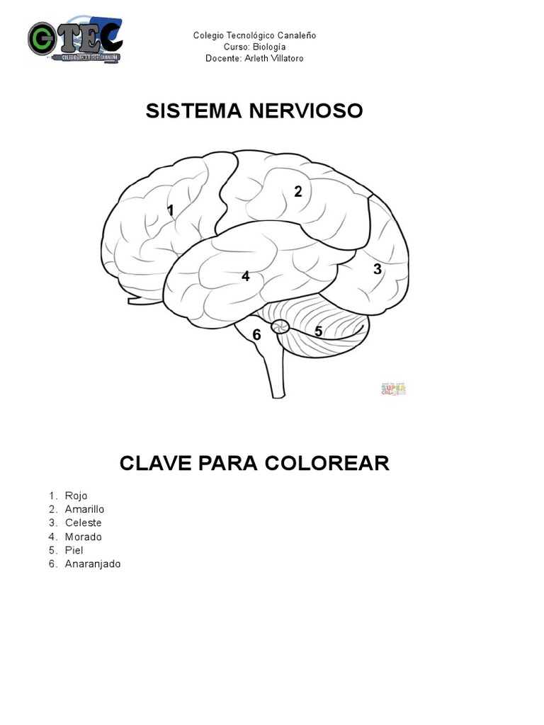Sistema Nervioso Pdf