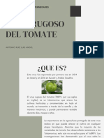 Virus Rugoso Del Tomate