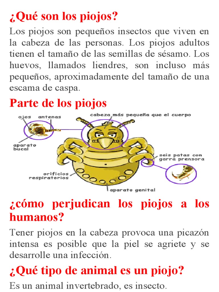 Piojos: Insectos Invertebrados y Su Impacto | PDF