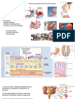 1 Farmacología Gastrointestinal