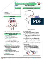 Trochlear Nerve Cranial Nerve IV Atf