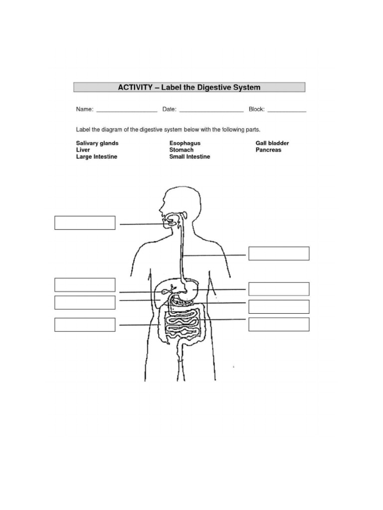 Digestive System Quiz PDF