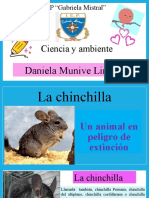 CHINCHILLA