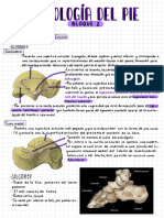 08-09 Pie Osteología Parte 2