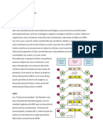 Sintesis de Proteinas-1