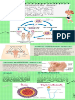 Infografia de La Reproduccion Humana