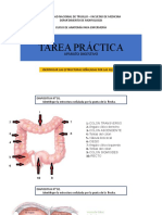 Práctica Figuras Anatómicas Aparato Digestivo