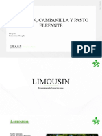 Limousin Presentacion 2.0