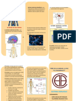 Triptico Sistema Nervioso