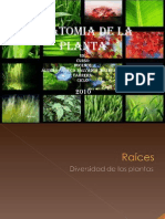 Anatomia de La Planta