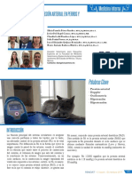 Presion Arterial Perros Gatos - 102822