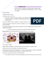 P3 Endocrinología