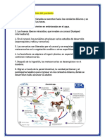 Ciclo de Vida Del Parásito