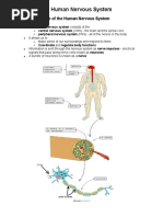 Human Nervous System