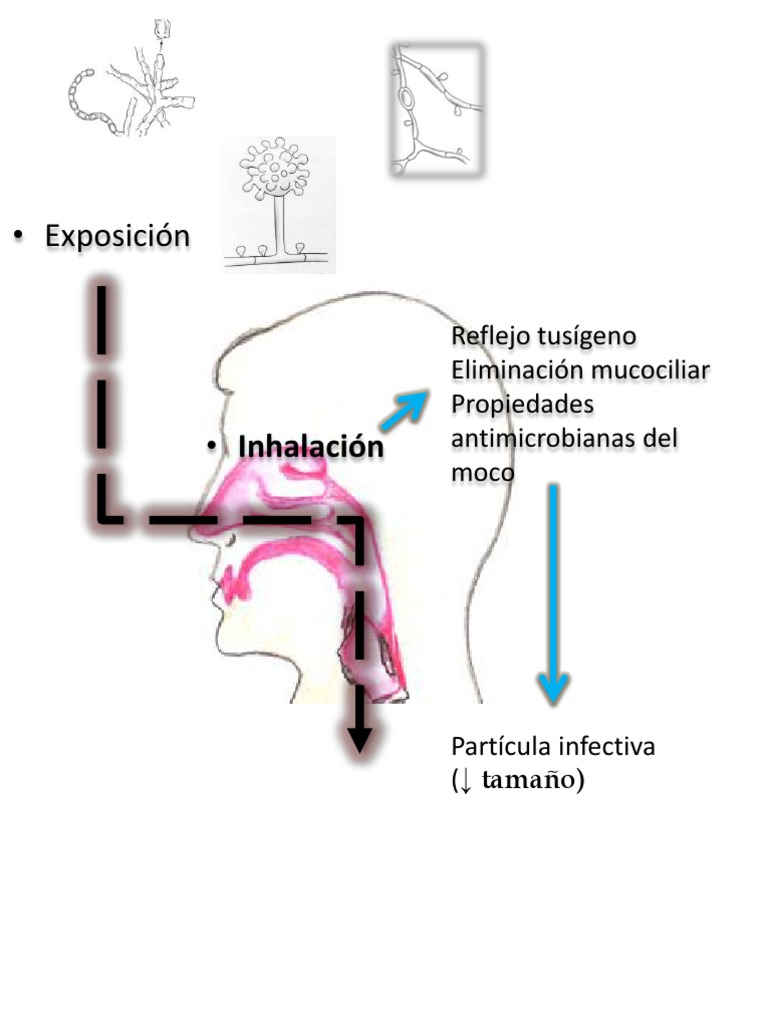 respuesta-inmune-a-hongos-pdf-inflamaci-n-citocina