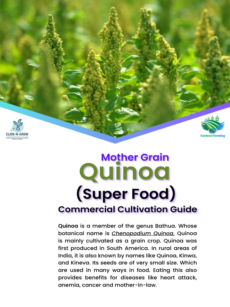 Quinoa Cultivation Guide PDF Quinoa Crops