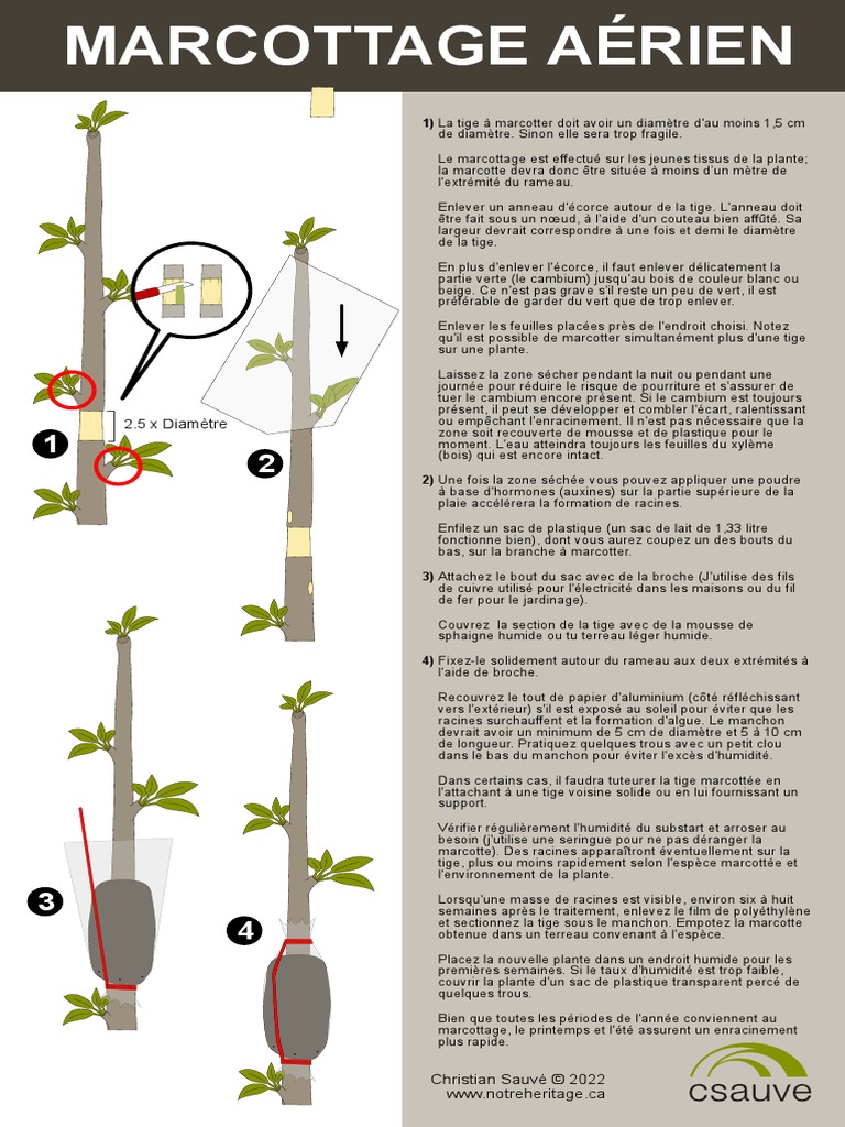 Techniques de Marcottage Aérien | PDF | Plantes | Botanique