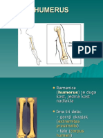 Humerus - 031029