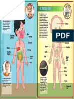 Sistema Digestivo Oseo Final