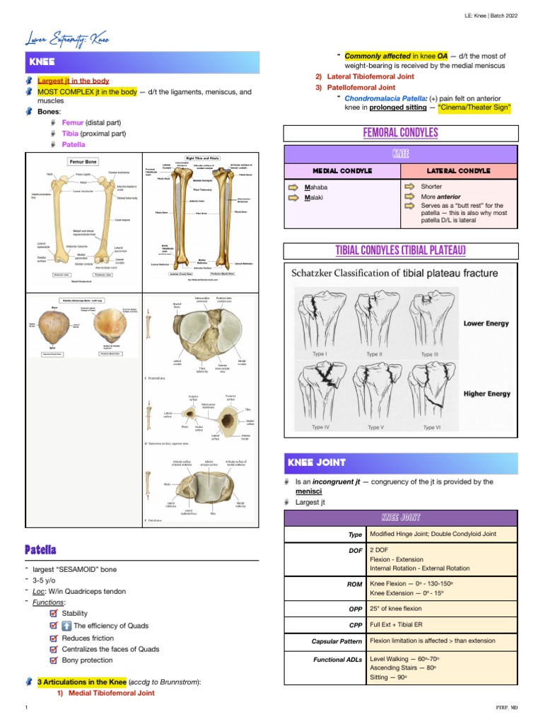Knee Anatomy and Function Overview | PDF | Knee | Limbs (Anatomy)