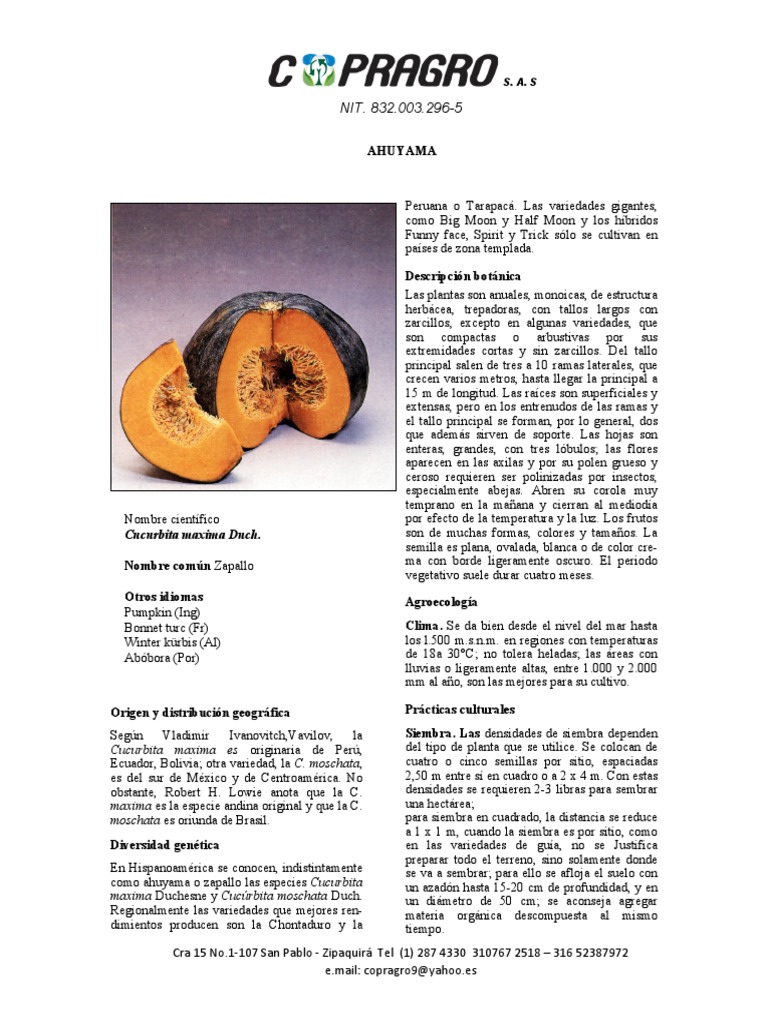 AHUYAMA | PDF | Cucurbita | Siembra