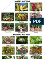 plantas nativas