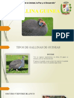 Gallina Guinea 2