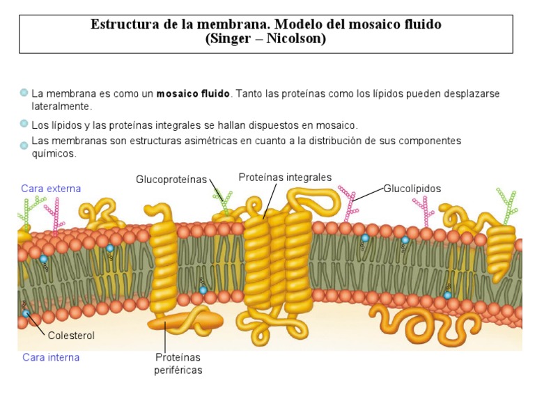 2 Mosaicofluido | PDF | Biología de membrana | Membrana celular