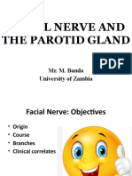 Facial Nerve & Parotid Gland