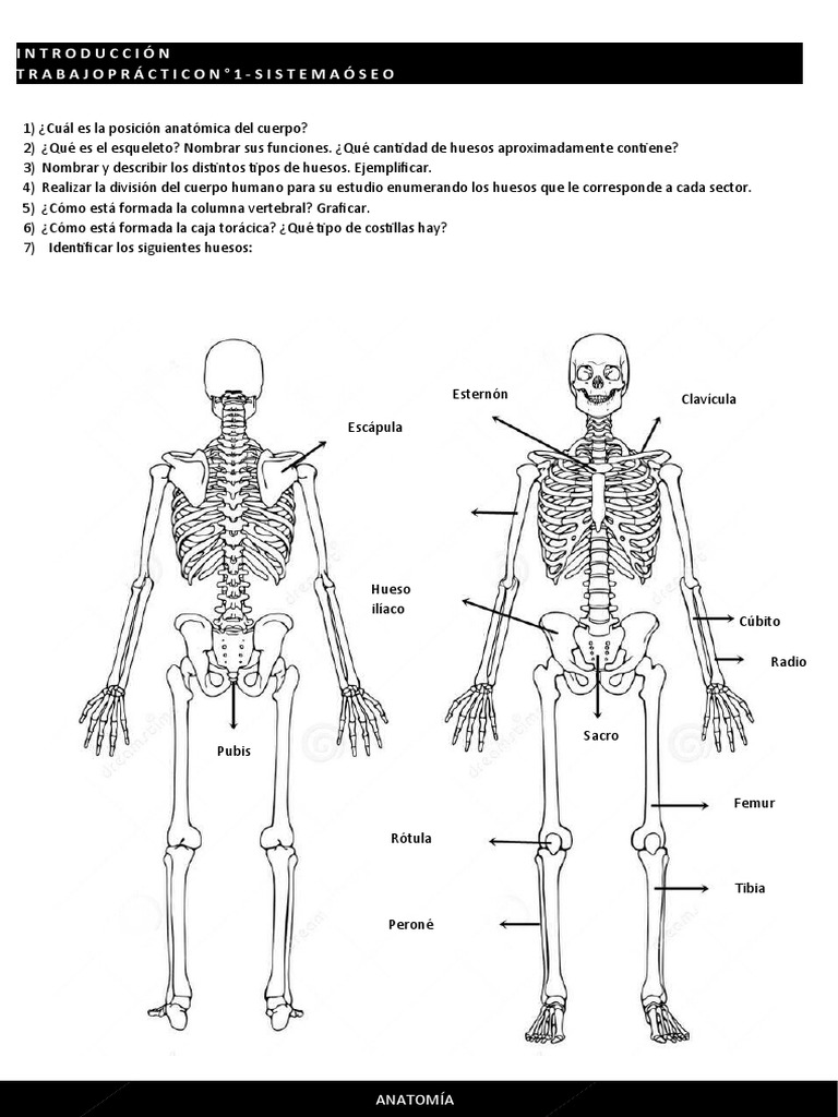 Esqueleto Humano | Descargar gratis PDF | Esqueleto | Hueso