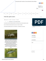 Pestii Din Apele Noastre - Team Idella - Club de Pescuit Sportiv Catch and Release