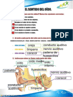 Actividad Del Oído