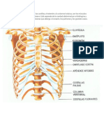 Estructura Constituida Por Las Costillas