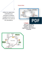 Ciclo de Calvin - Biologia