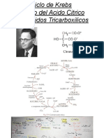 CIclo de Krebs