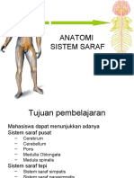 Anatomi Sistem Saraf