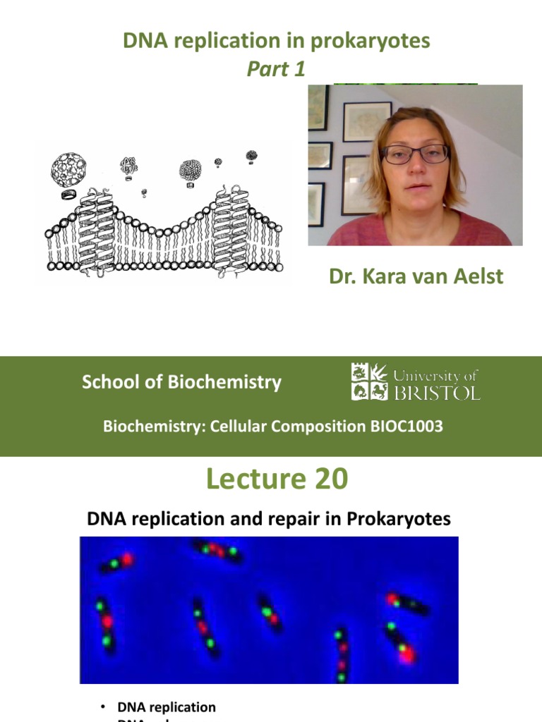 Prokaryotic DNA Replication Overview | PDF | Dna Replication | Dna