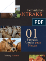 Antraks