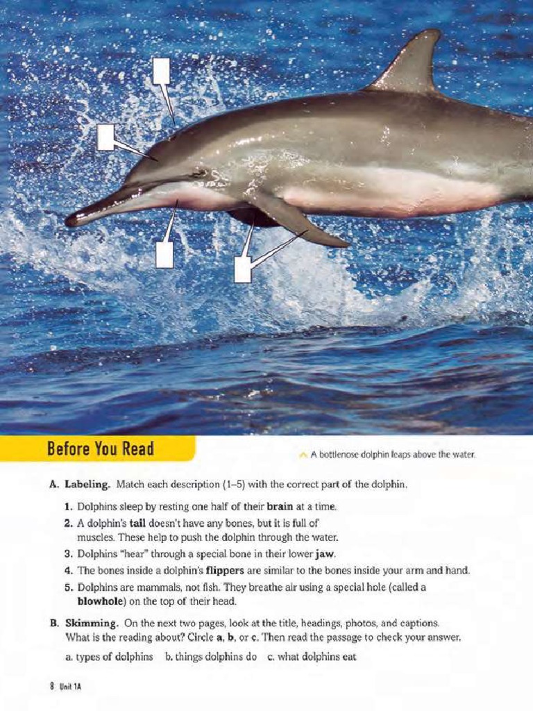 8TH ENGLISH DOLPHIN FULL GUIDE PDF FREE DOWNLOAD 2025 visual data 3