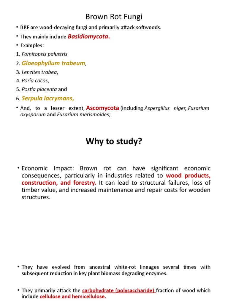 Brown Rot Fungi | PDF | Decomposition | Wood