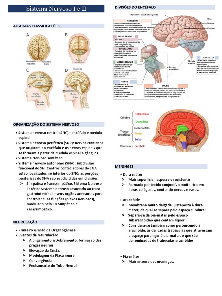 Sistema Nervoso Anatomia Pdf Cérebro Sistema Nervoso
