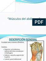 15ava Sesión - Músculos Del Abdomen