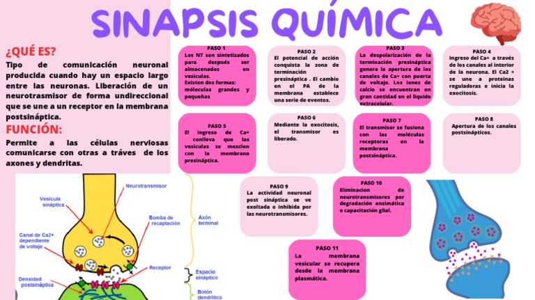 Proceso de la Sinapsis Química | PDF | Sinapsis | Biofísica