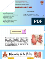 Musculos de La Pelvis